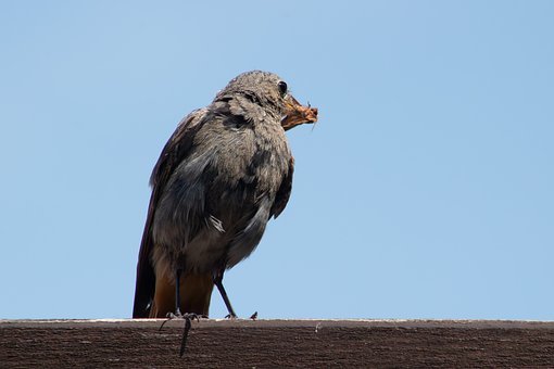 Vogel, Staart, Snavel, Veren, Tuin, Bij