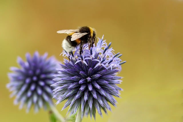 Free Bumblebee Flower photo and picture