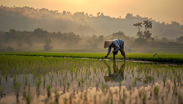 Free Rice Farmer Rice Terrace illustration and picture