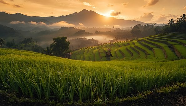 Free Rice Fields Bali illustration and picture