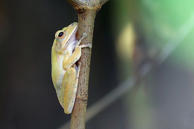 Frosch, Natur, Amphibie, Tier, Grün