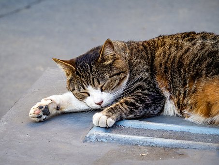 Free Cat Sleeping photo and picture
