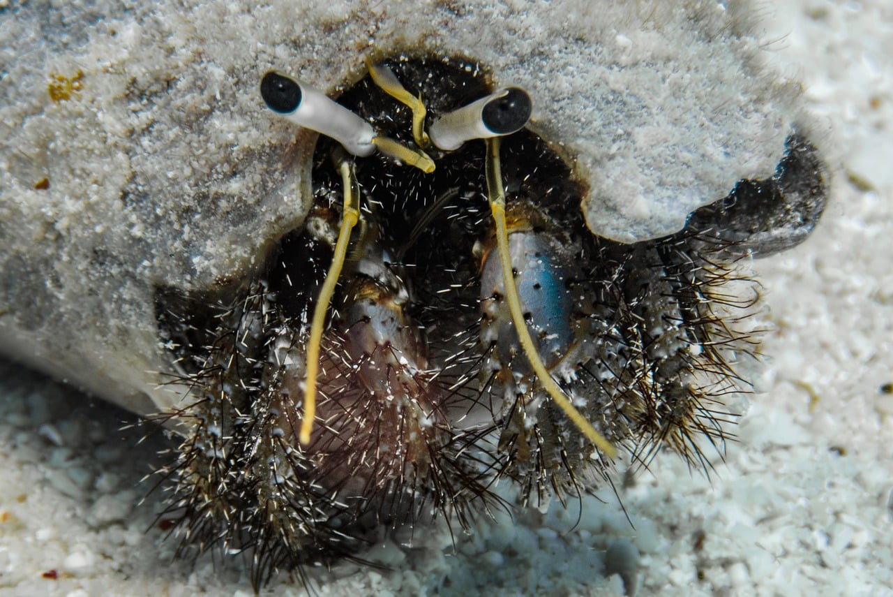 Free Hairyhermitcrab Sea photo and picture