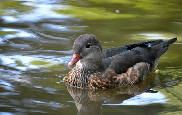 Ente, Mandarinente, Weibchen, Riemvogel
