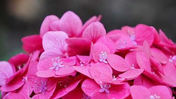 Hortênsia, Flor, Rosa, Pétala