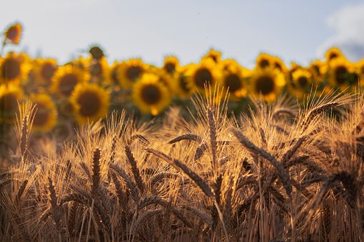Free Sunflowers Wheat photo and picture