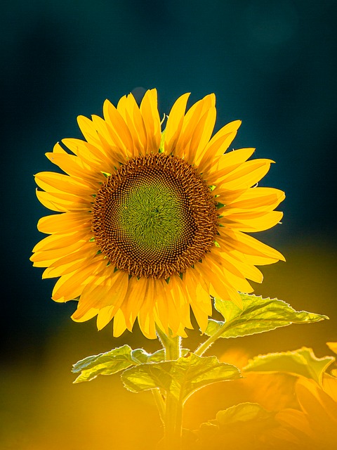 Free Sunflower Nature photo and picture