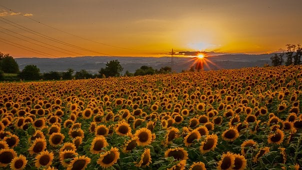 Free Sunflower Field Sunset photo and picture