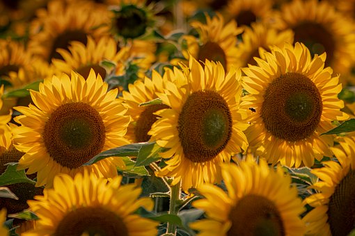 Free Sunflowers Nature photo and picture