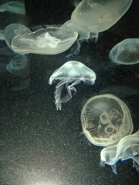 Free Jellyfish Moon Jellyfish photo and picture