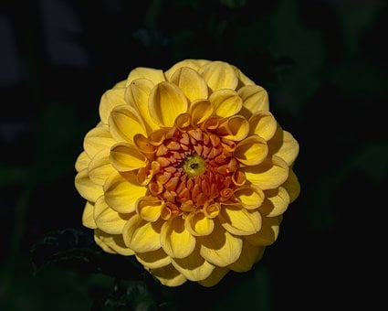 Free Flower Dahlia photo and picture