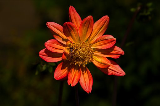 Flor, Dalia, Floreciendo, Naturaleza