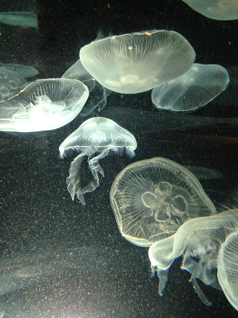 Free Jellyfish Moon Jellyfish photo and picture