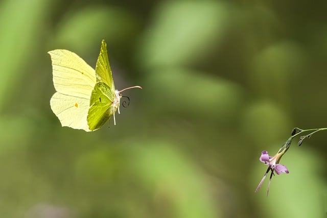 Free Butterfly Nature photo and picture
