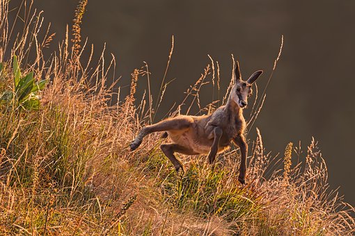 Free Chamois Wildlife photo and picture