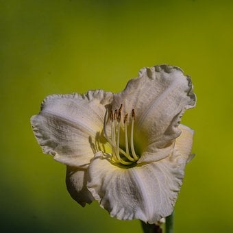 Free Yellow Lily Garden photo and picture