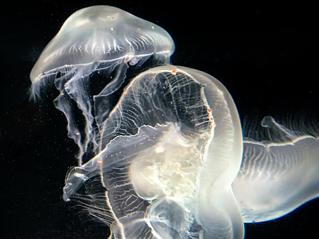 Free Jellyfish Moon Jellyfish photo and picture