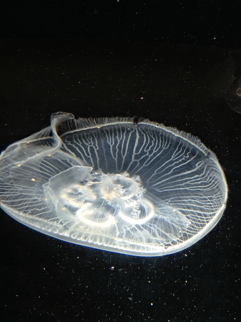 Free Jellyfish Moon Jellyfish photo and picture