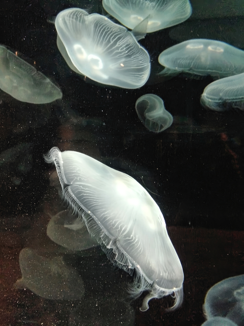 Free Jellyfish Moon Jellyfish photo and picture