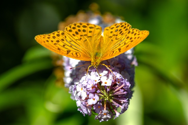 Striebrom Umytá Fritillary, Motýľ