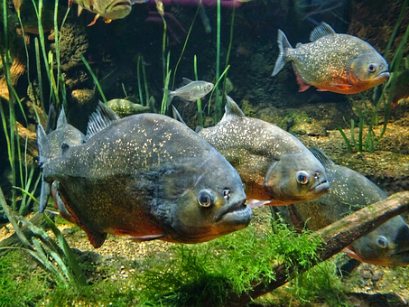 Free Pacu Red-Bellied Pacu photo and picture