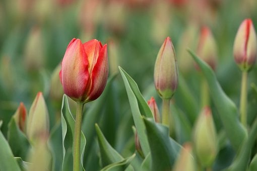 Tulp, Bloem, Tuin, Lente, Rood, Natuur