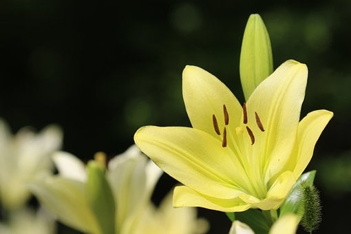 Gele Lelie, Bloem, Macro Fotografie