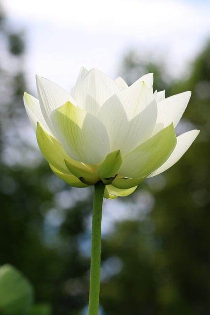 Lotusbloem, Bloem, Bloem Behang, Wit