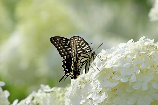 Vlinder, Bloem Achtergrond, Natuur