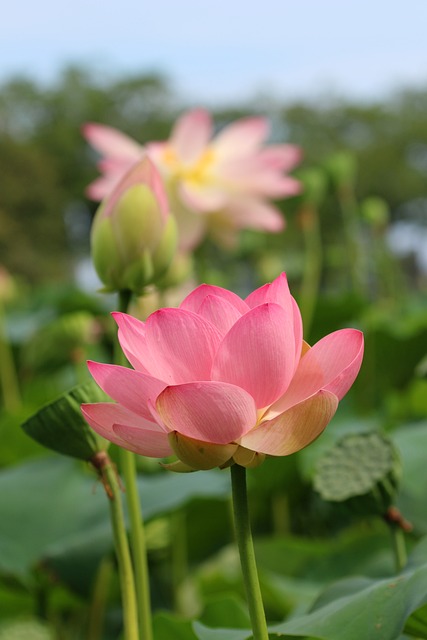 Lotus, Waterlelie, Zomer, Bloem, Natuur