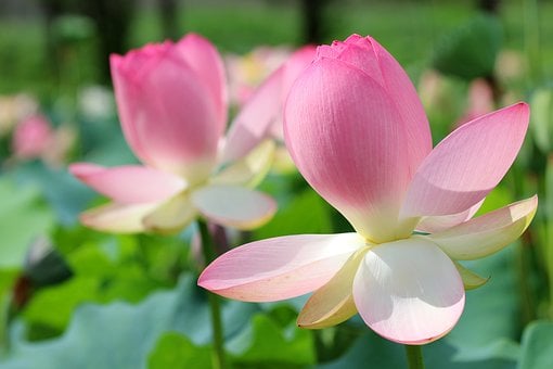 Lotus, Waterplanten, Zomerbloem, Tuin