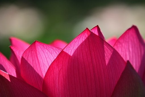 Lotusbloem, Roze, Bloem, Mooie Bloemen