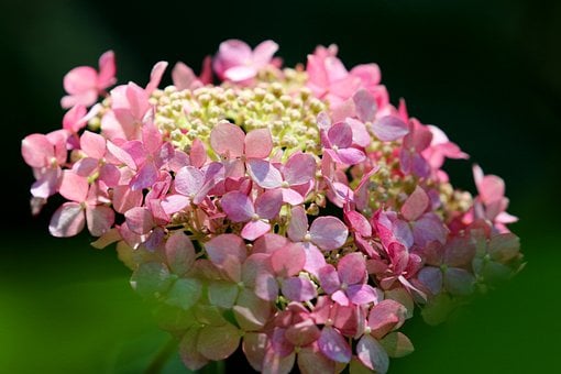 Hortensia, Bloem, Roze, Natuur