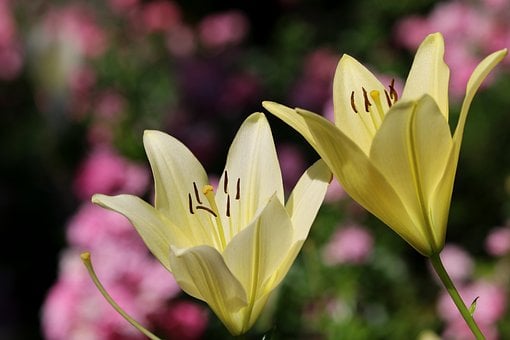 Lelie, Bloem, Tuin, Natuur, Geel