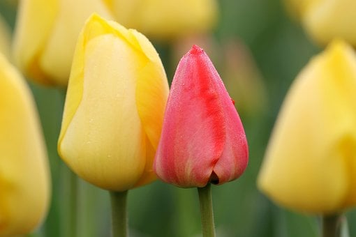 Tulp, Roze, Geel, Natuur, Lente, Macro