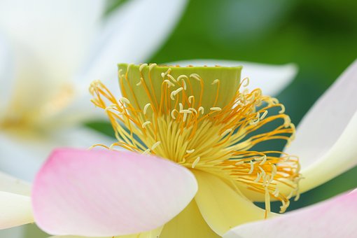 Lotusbloem, Bloem Achtergrond, Natuur