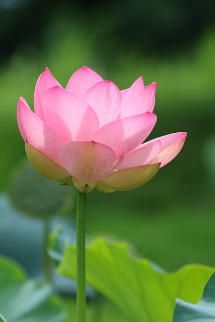 Lotus, Waterlelie, Plant, Roze Bloem