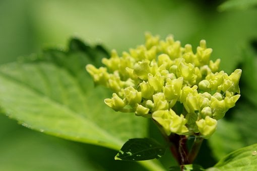 Hortensia, Bloem, Natuur, Macro, Blad