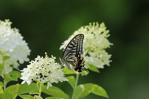 Vlinder, Natuur, Macro, Bloem, Hortensia