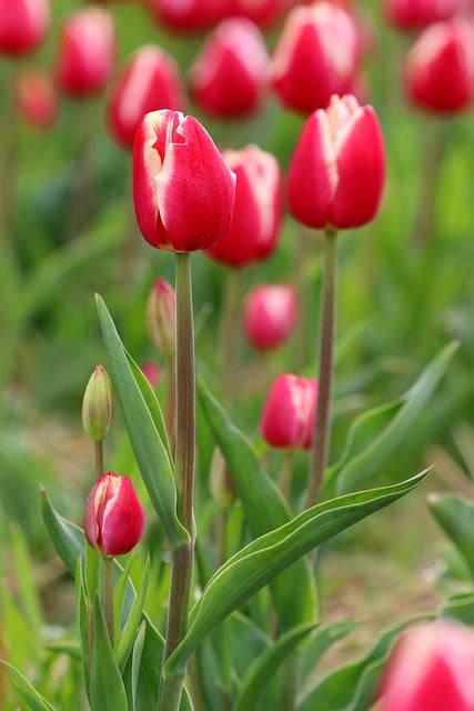 Tulp, Bloem, Tuin, Natuur, Roze, Lente