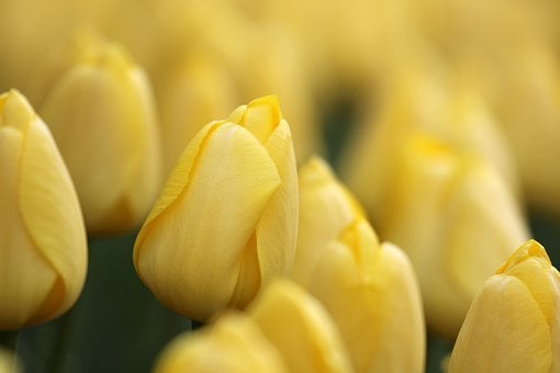 Tulp, Geel, Natuur, Lente, Macro, Bloem