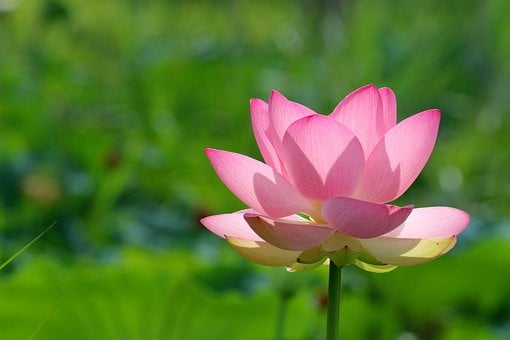 Lotus, Bloem, Roze, Tuin, Blad
