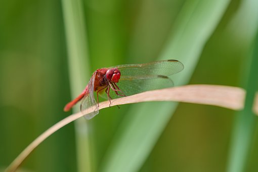 Free Dragonfly Insect photo and picture