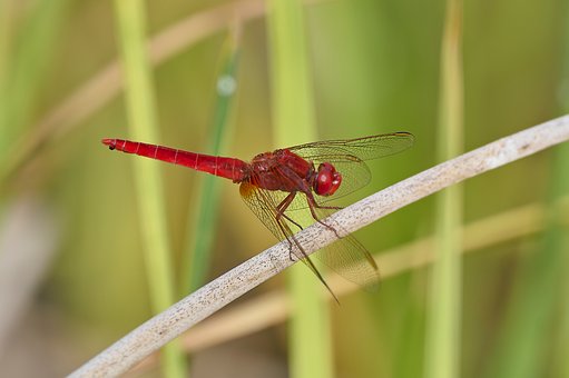 Free Dragonfly Insect photo and picture