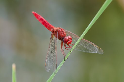 Free Dragonfly Red photo and picture