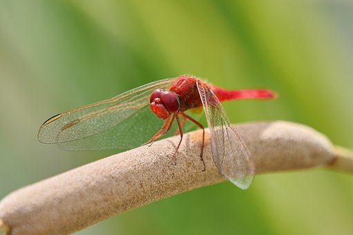 Free Dragonfly Red photo and picture
