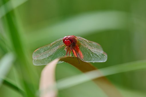 Free Dragonfly Macro Photography photo and picture