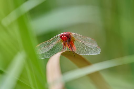 Free Dragonfly Red photo and picture