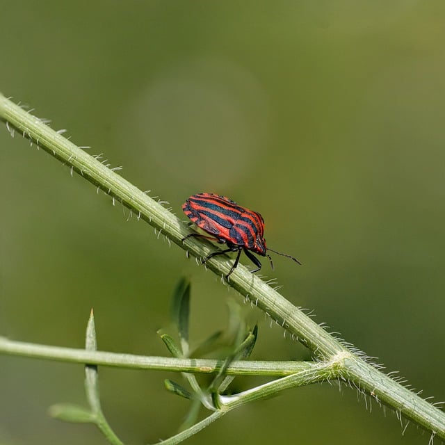Free Insect Nature photo and picture