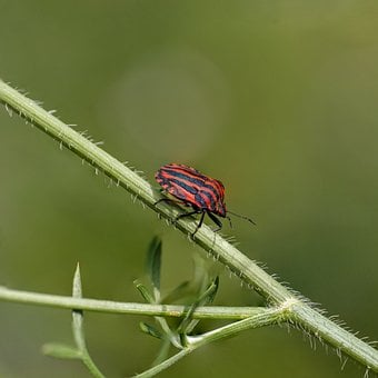 Free Insect Nature photo and picture